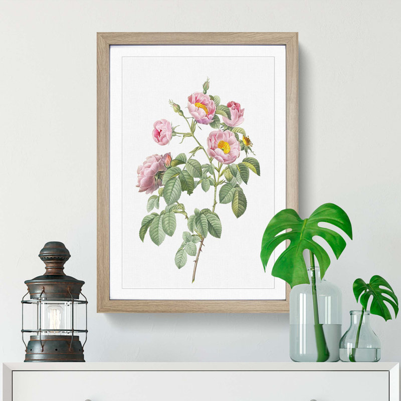 Tomentose Rose in Pink by Pierre-Joseph Redoute - Picture Frame Painting Print, Oak Framed, 48cm H x 36cm W x 2cm D