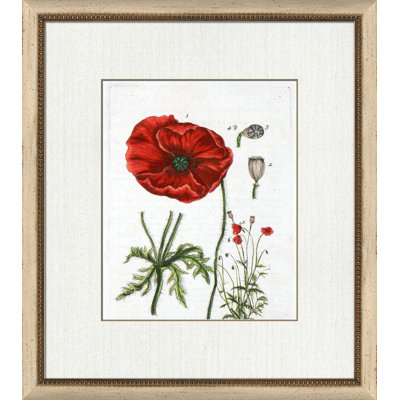 Botanical La Flore VI - Peinture encadrée sur papier