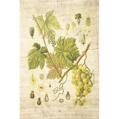 Grapevine II - Wrapped Canvas Print