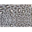 Petit tapis de sol neutre lavable Cheetah-535998129-474019860