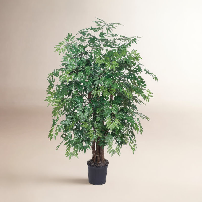 Arbre à feuillage Bush Ming en pot