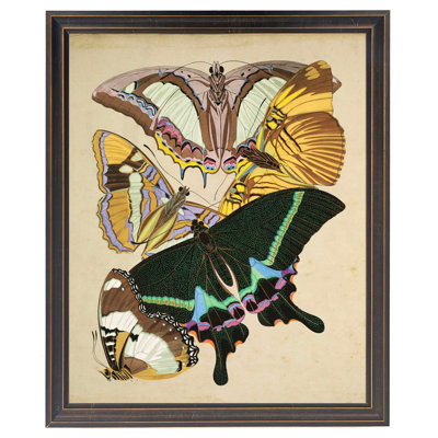 Papillons multicolores dans un cadre noir et doré