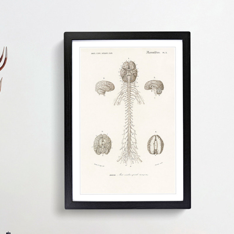 Human Brain Illustration by Charles d'Orbigny - Picture Frame Drawing Print, 48cm H x 36cm W x 2cm D, Black Framed