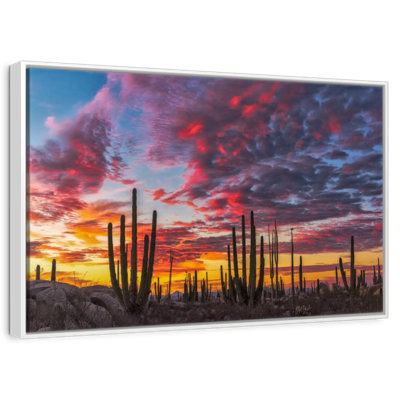 Forêt de cactus de Baja California