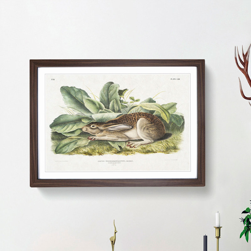 Black-Tailed Hare by J.W. Audubon - Framed Print, 27cm H x 36cm W x 2cm D, Walnut Framed