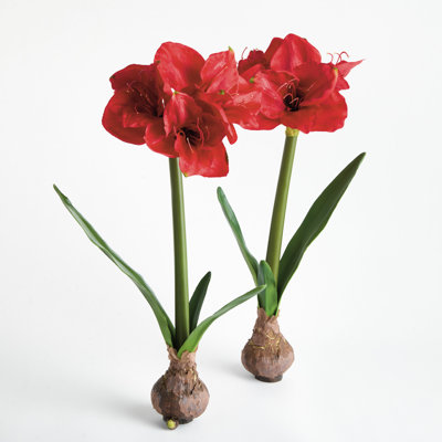 Ensemble de 2 ampoules Barrary AMaryllis