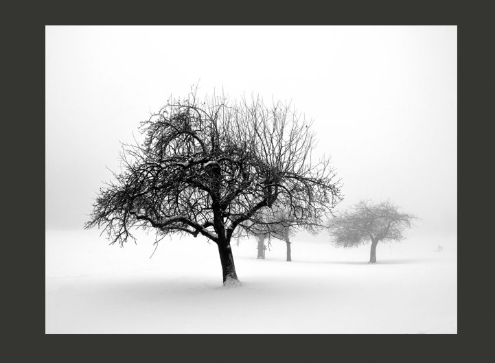 Winter Trees 309cm x 400cm Wallpaper, 231cm x 300cm