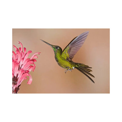 Empress Brilliant Hummingbird Feeding on Flower Nectar 1 Piece Wrapped Canvas Wall Art