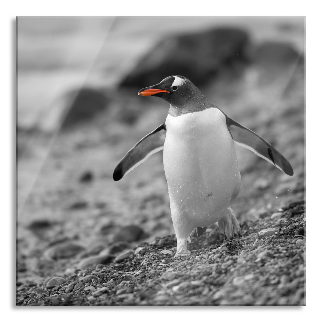 Glasbild Quadratisch | Wandbild Auf Echtglas | Pinguin Am Steinstrand | Aufhängung Und Abstandshalter LQ5002