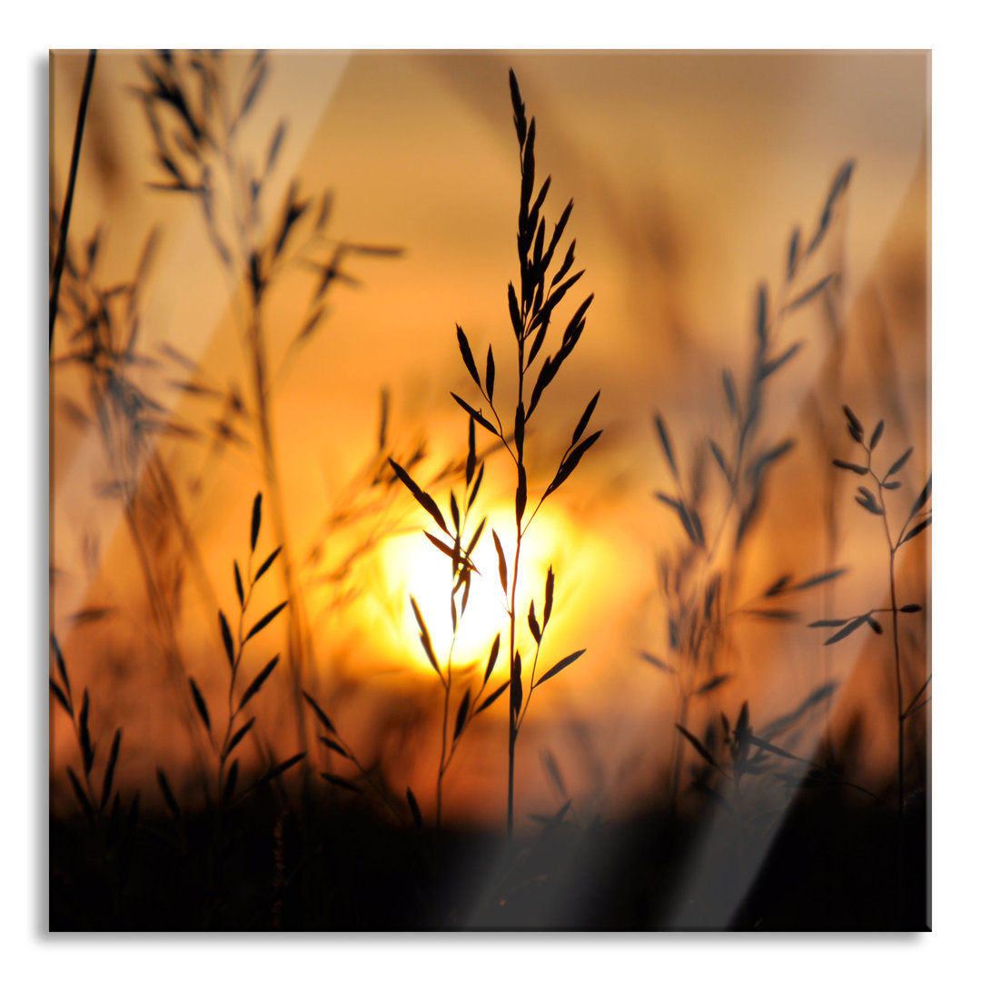 Glasbild Gras bei Sonnenuntergang