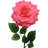 20" Open Rose Stem - 6 Pack