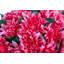 Livia RealTouch Dahlia Arrangement-463096114