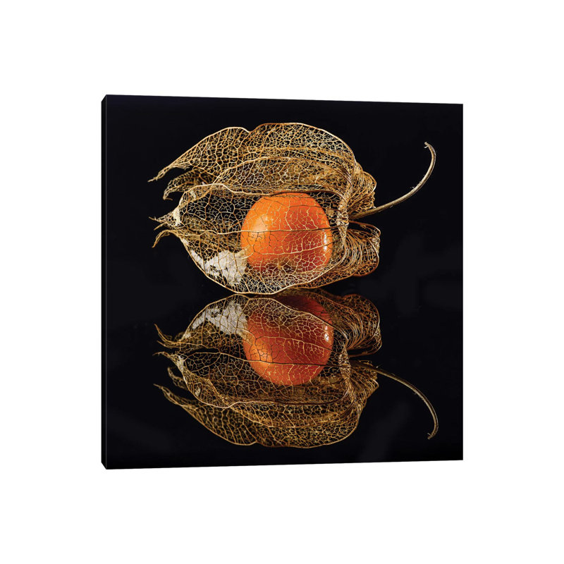 Physalis by Klaus Grosshanten - Wrapped Canvas Gallery-Wrapped Canvas Giclée, 30.48 cm H x 30.48 cm W