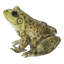 Grenouille américaine