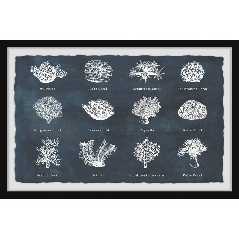 Coral Identification - Single Picture Frame Print, 20cm H x 30cm W x 3.81cm D