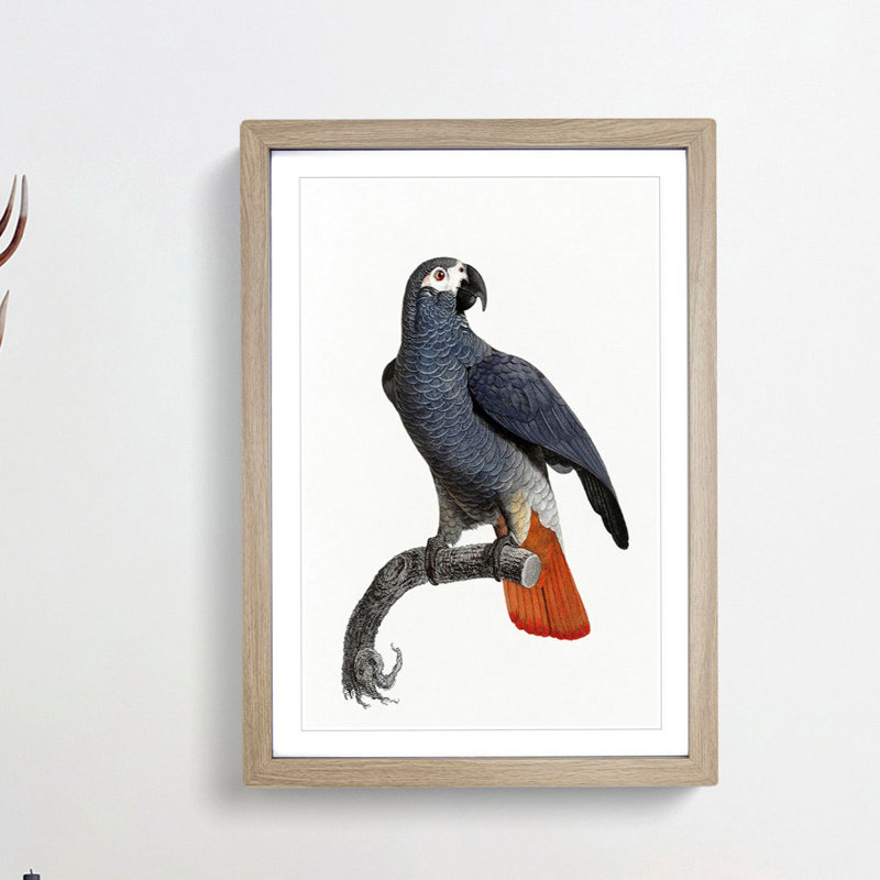 Orange-Tipped Grey Parrot by F. Levaillant - Framed Print, 48cm H x 36cm W x 2cm D, Oak Framed