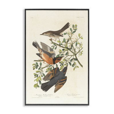 «Classic Audubon Bird Study», art giclée par one1000paintings