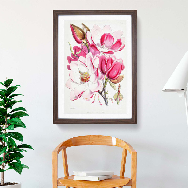 Himalayan Magnolia Flowers by W. H. Fitch - Picture Frame Painting Print on MDF, 36cm H x 27cm W x 2cm D, Walnut Framed