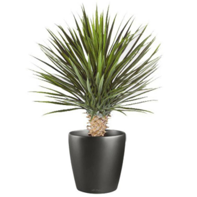 Annistyn 75cm Faux Dracaena Tree in Pot