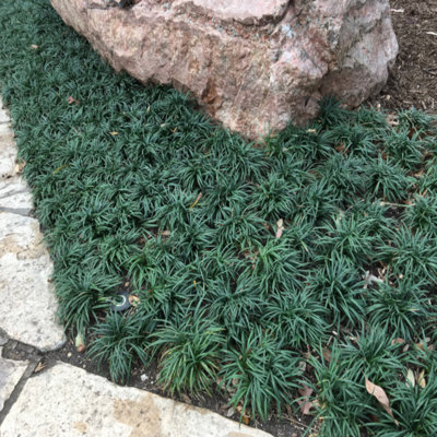 1 gal. Dwarf Mondo Grass