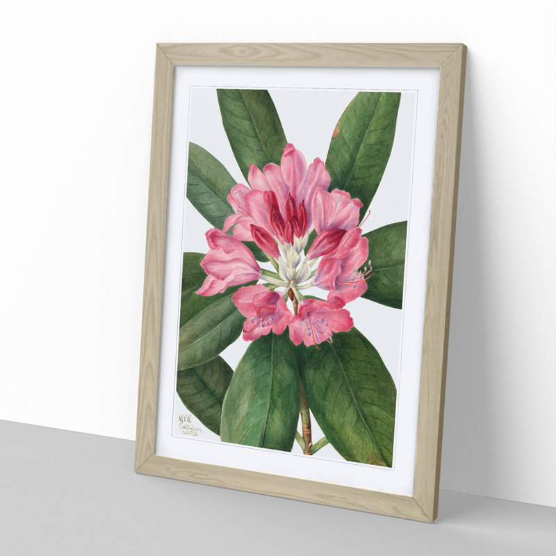 Mountain Rose Bay by Mary Vaux Walcott - Framed Print, Oak Framed, 65cm H x 48cm W x 2cm D