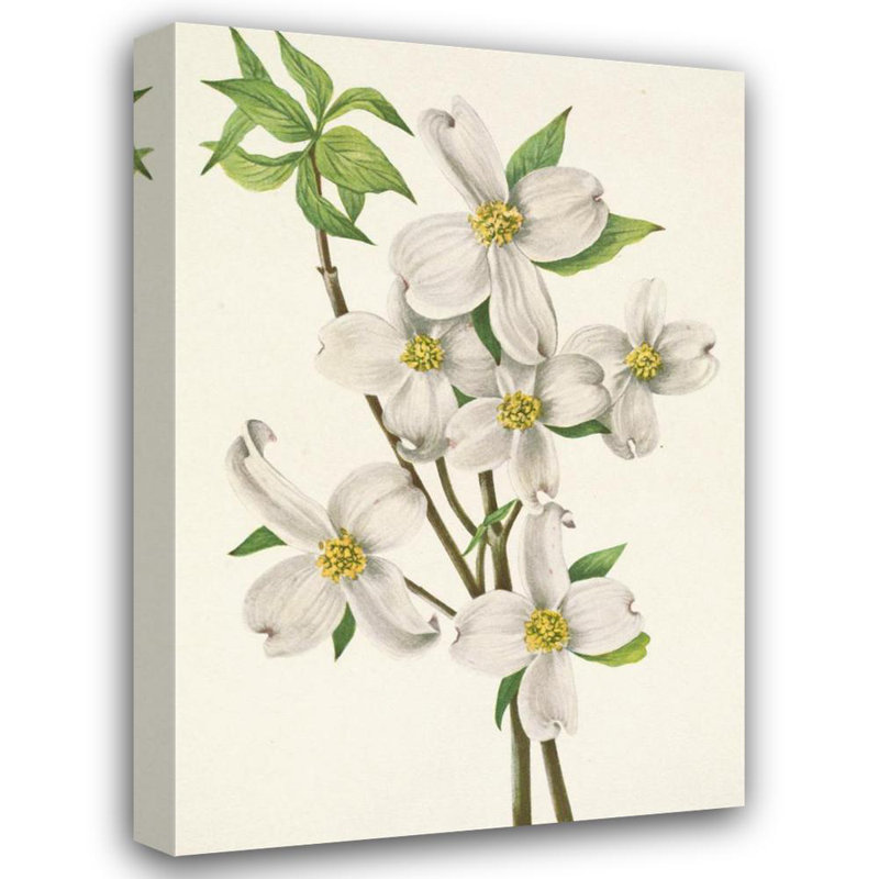 «Flowering Dogwood» par Mary Vaux Walcott - Art mural sur toile tendue avec châssis, H 24 po x l 17 po