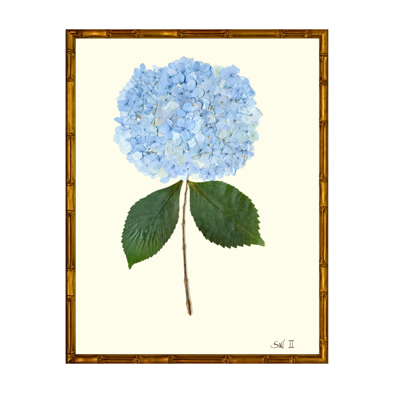 Pressed Hydrangea Print by Sandy Whitaker, Gold