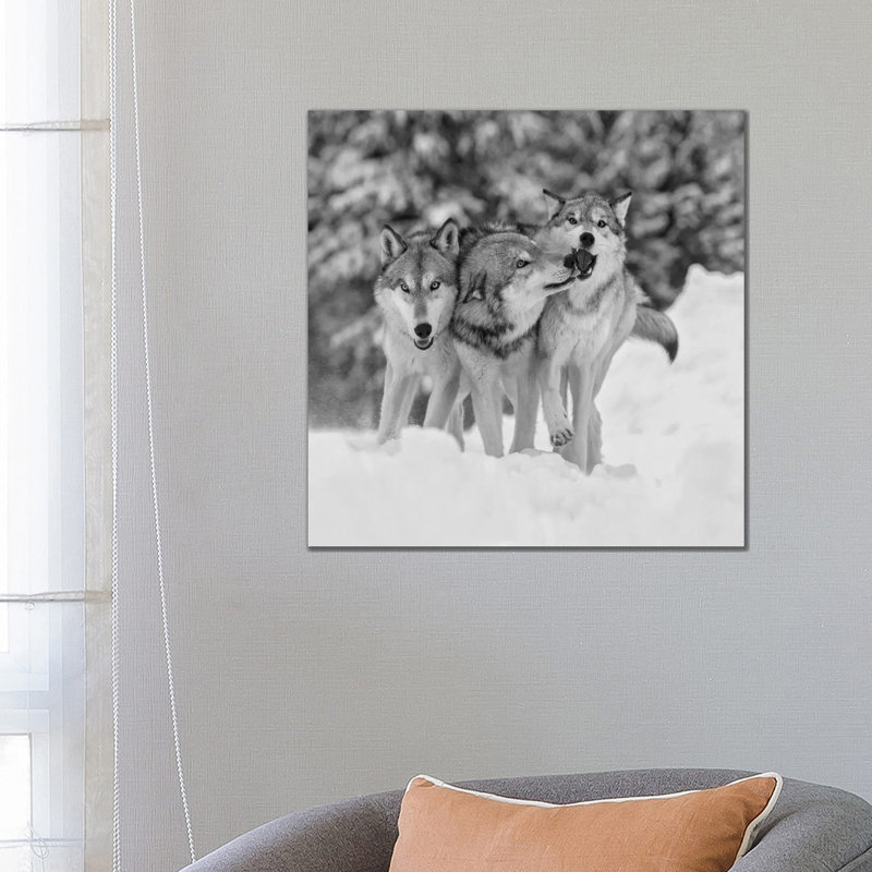 Timber Wolf Trio Playing in Snow, Montana 1 Piece Wrapped Canvas Wall Art, 66.04 cm H x 66.04 cm W x 3.175 cm D