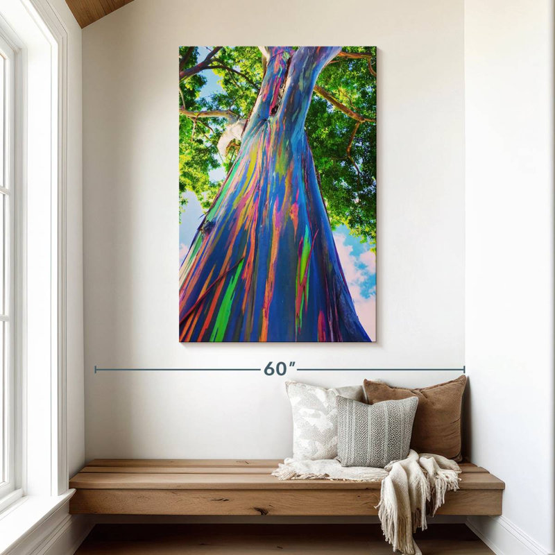 Eucalyptus Harnek Oahu Rainbow, H 48 po x l 32 po
