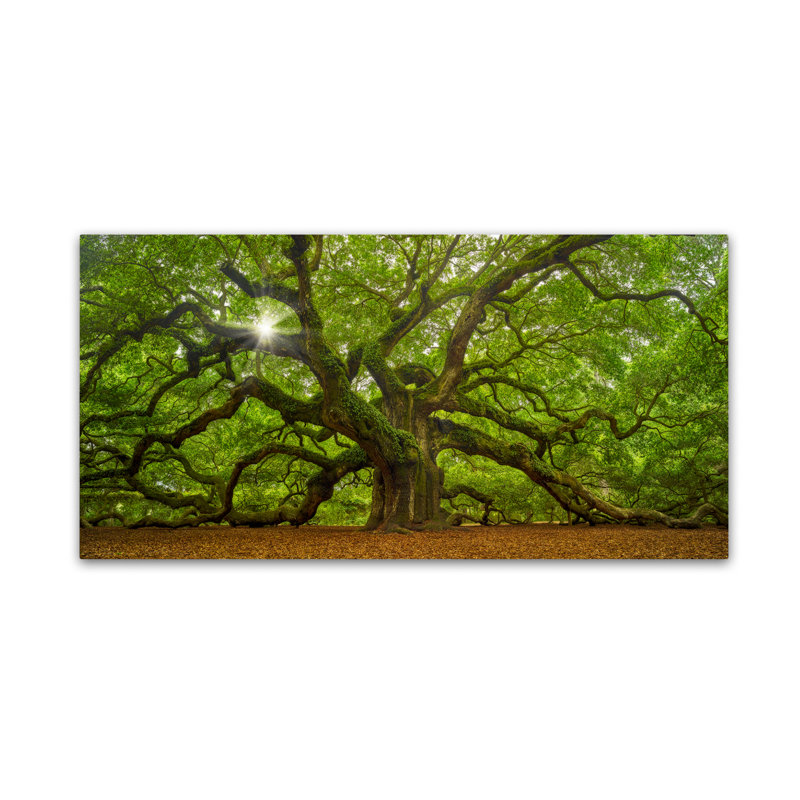 Wrapped Canvas Wall Art - Moises Levy 'The Tree 1 OL' Wall Art for Living Room, Bedroom, or Office Décor - 24X47