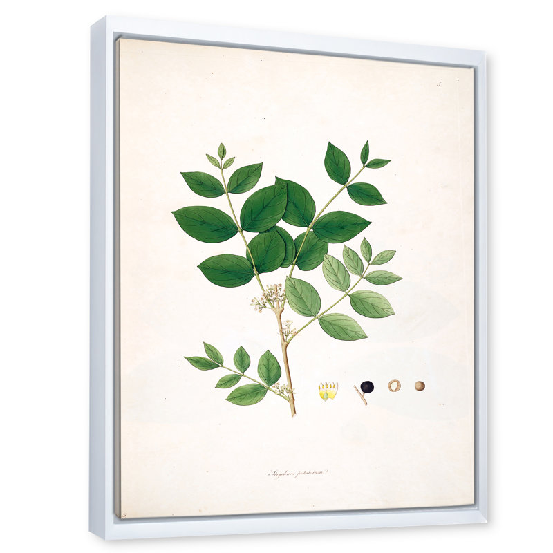 Vintage Botanicals VI - peinture sur toile, H 32 po x l 24 po x P 1 po, Cadre flottant blanc