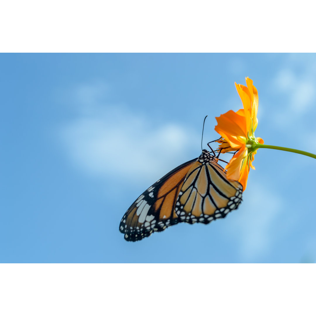 Beautiful Monarch Butterfly by Aon_skynotlimit - Wrapped Canvas Print