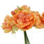 Tiges de pivoines-1443977853