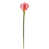Rose sélectionné