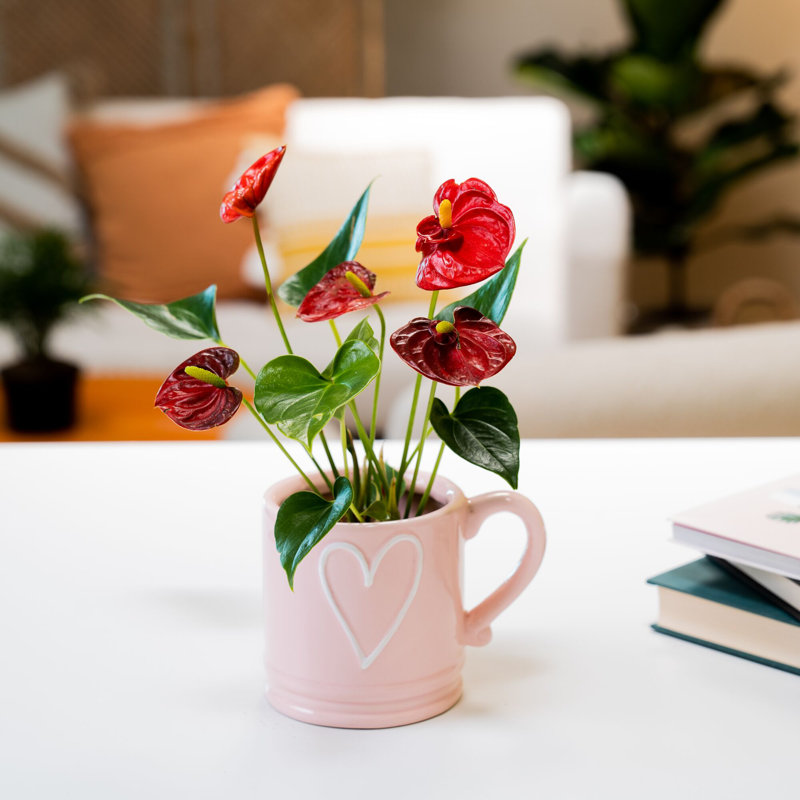 Costa Farms Anthurium House Plant - Thumbnail 2
