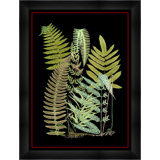 Fern 1 Print by Thom Filicia