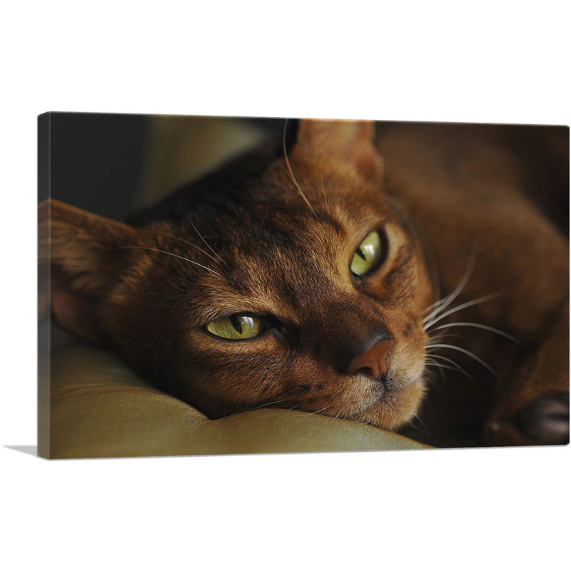 Abyssinian Cat Portrait - Reproduction de photo sur toile tendue, H 18 po x l 26 po x P 1,5 po