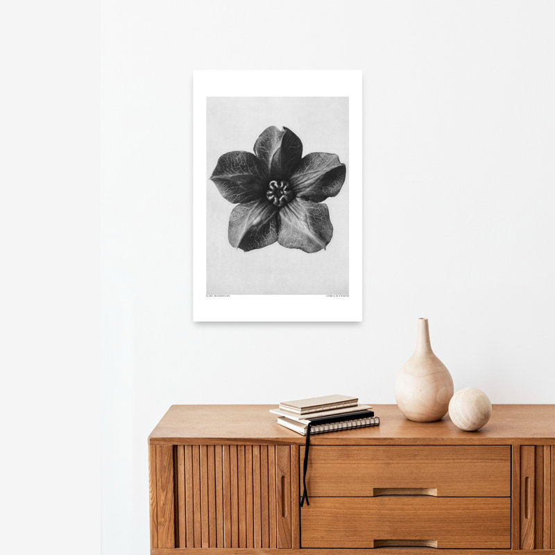 «Cobaea Scandens», impression d'art rétro fleur rétro, 24" H x 16" W