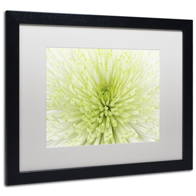 " Lime Light Spider Mum " by Cora Niele
