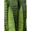 Fausse plante dracéna en pot Rummond-49421110-49421111