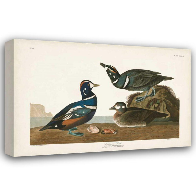 «August Grove® Audubon, John James Gallery, art sur toile tendue: Pl 297 Harlequin Duck, H 33 po x l 48 po