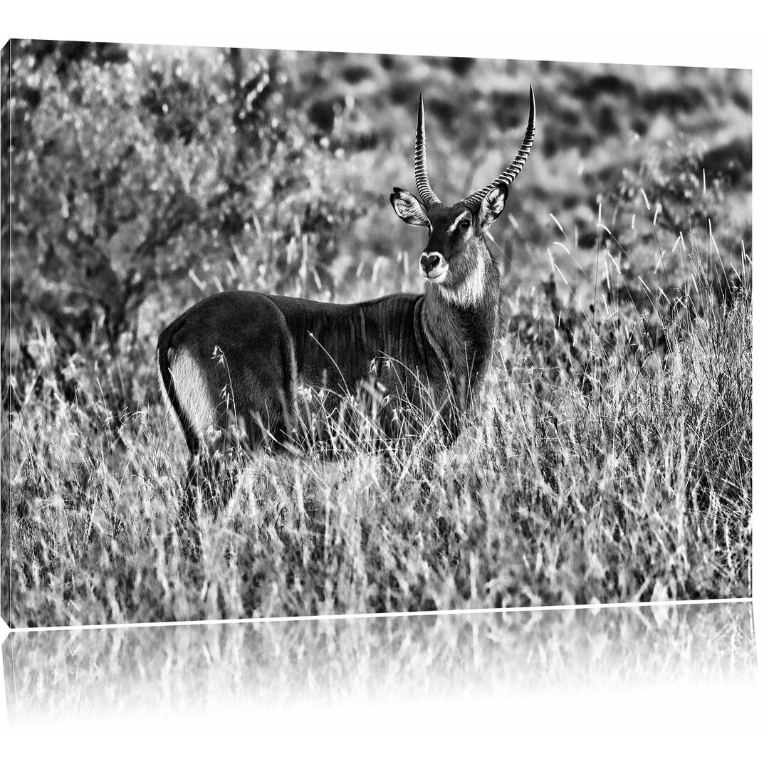 Leinwandbild Ausgewachsene Dorkasgazelle in Monochrom