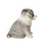 Australian shepherd | Handpainted Decorative Puppy Statue for Home & Garden Decor | Premium Polyresin Dog Statue | Gift for Dog Lovers | Weather-Resistant Indoor/Outdoor Decor