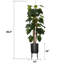 Plante lierre Devils de 81,5 po Holley