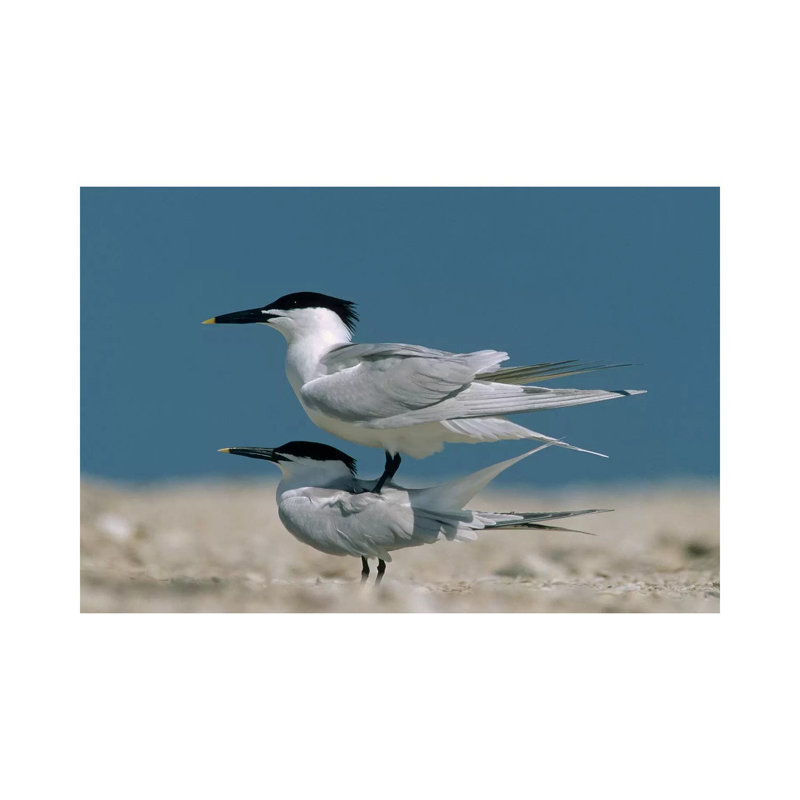 Sandwich Tern Couple Courting, North America by Tim Fitzharris - Gallery-Wrapped Canvas Giclée on Canvas, Wrapped Canvas