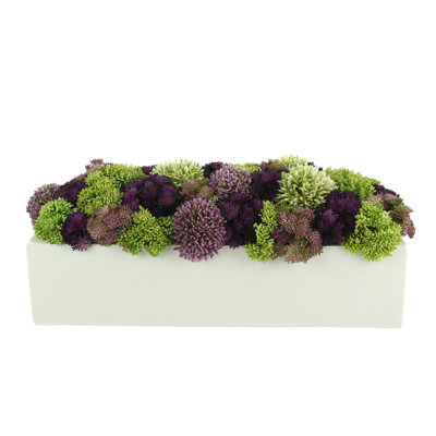 Sedum multicolore dans un pot à fleurs