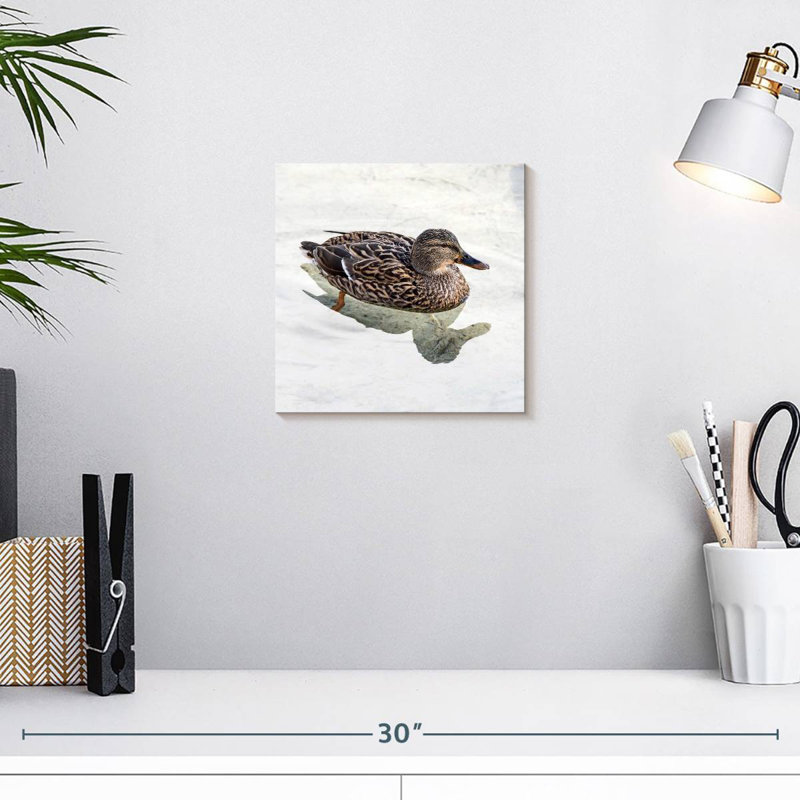 Canard colvert Brampt femelle