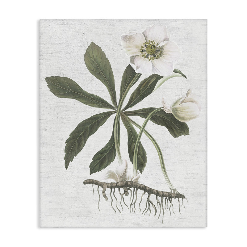 Art mural Magnolia Flower Study par lettré et doublé, H 30 po x l 24 po