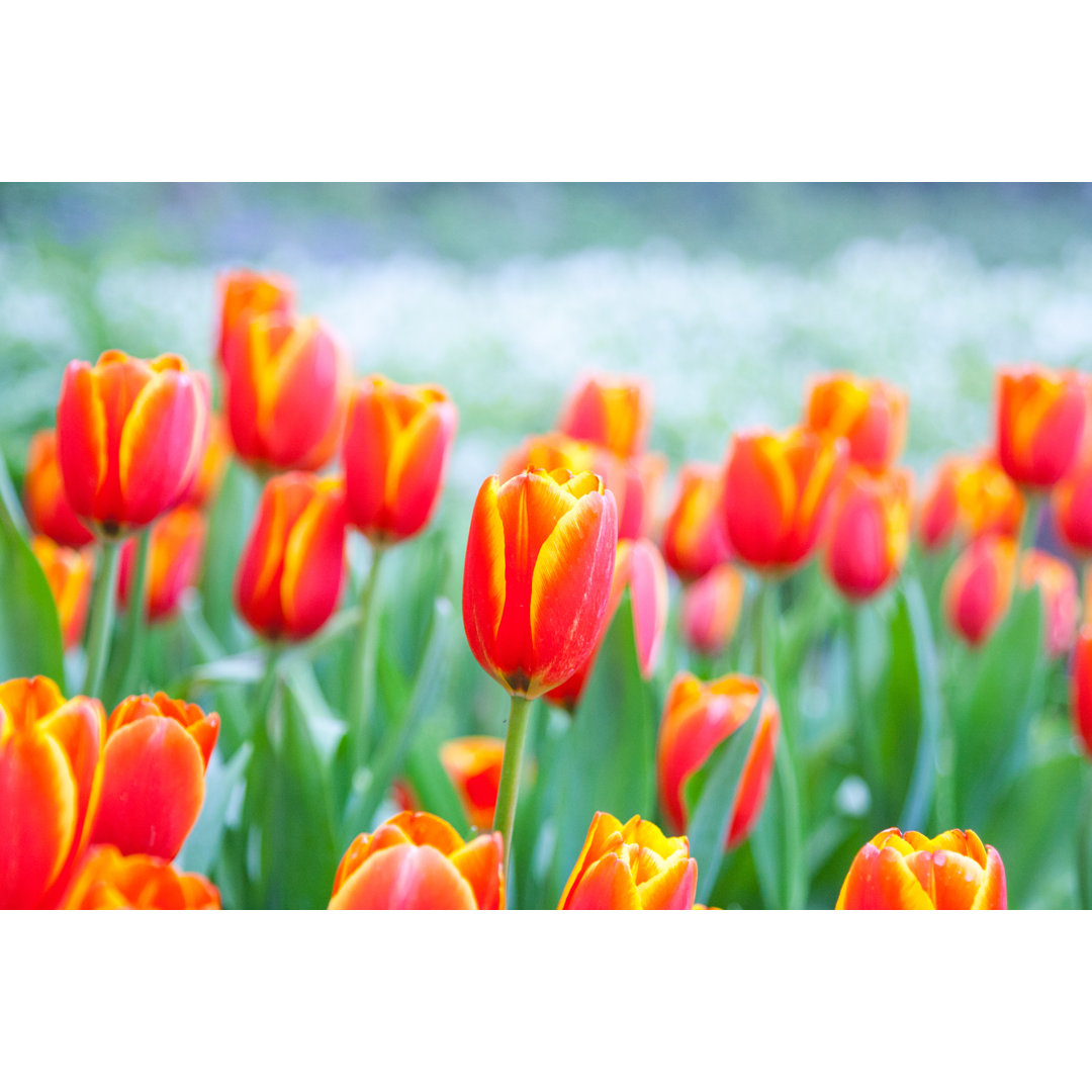 Orange Tulpen von Pixynook - Kunstdrucke auf Leinwand