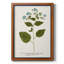 Nature imprimée Botanicals VI, toile encadrée de qualité supérieure - prête à être accrochée-1629172582